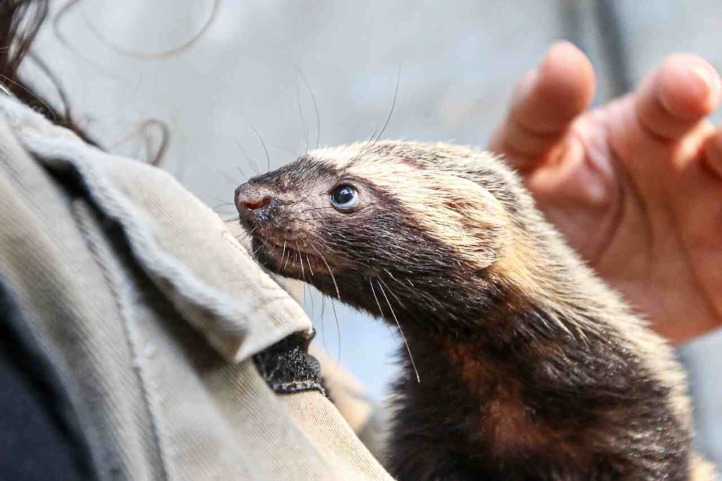 De Barbie a Gil: zoológico de São Bernardo ganha quatro novos moradores. Foto: Prefeitura de São Bernardo do Campo