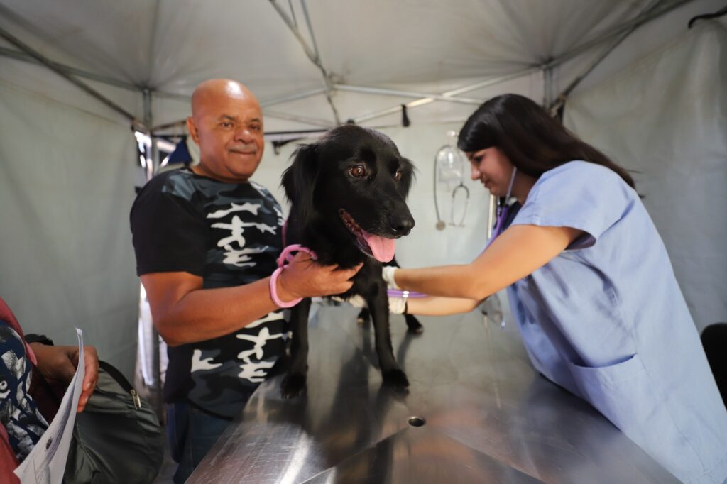 Programa de Castração já atendeu 339 animais em Diadema. Foto: Igor Andrade