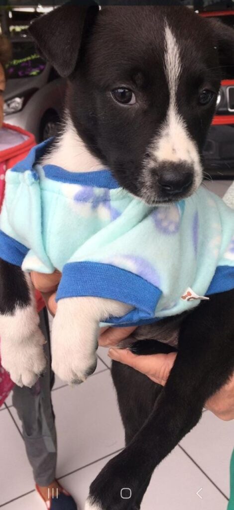 Atrium Shopping tem seletiva de desfile, adoção de pets e +. Foto: Divulgação