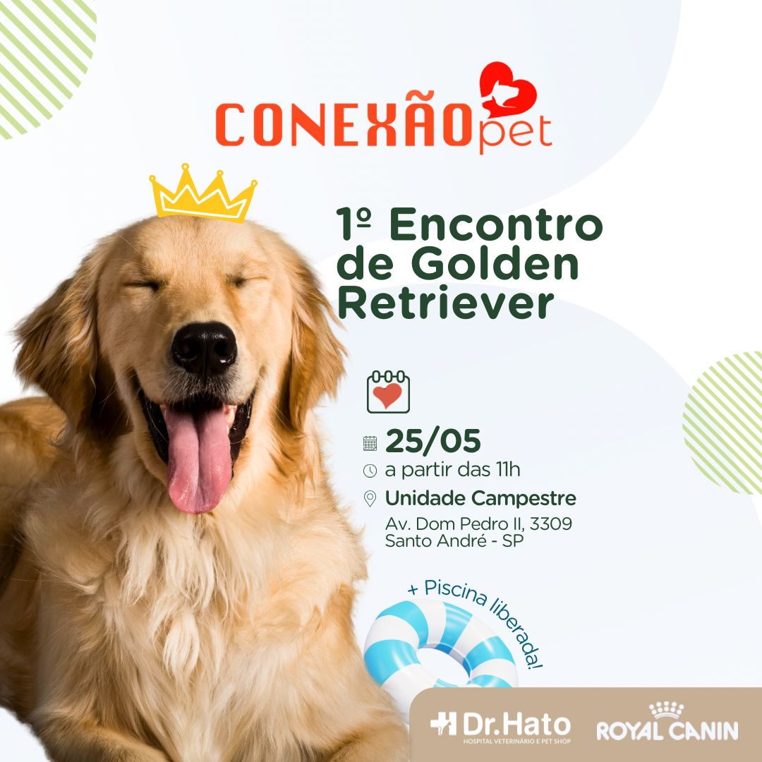 Encontro de Golden Retrievers: Dr. Hato promove em Santo André
