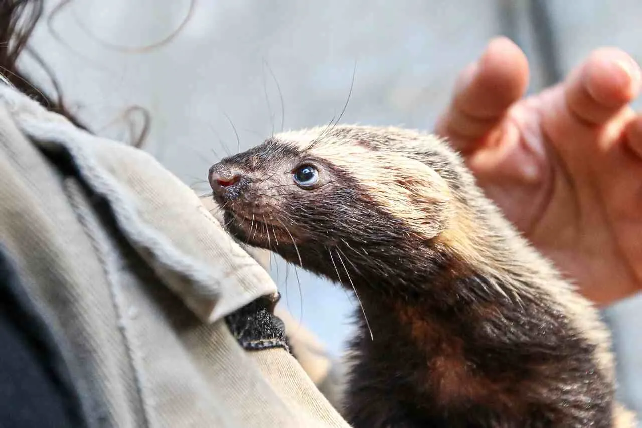 De Barbie a Gil: Zoo de São Bernardo ganha 4 novos moradores
