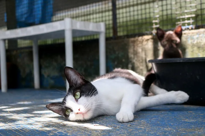 Diadema vacina cães e gatos contra raiva no fim de Agosto