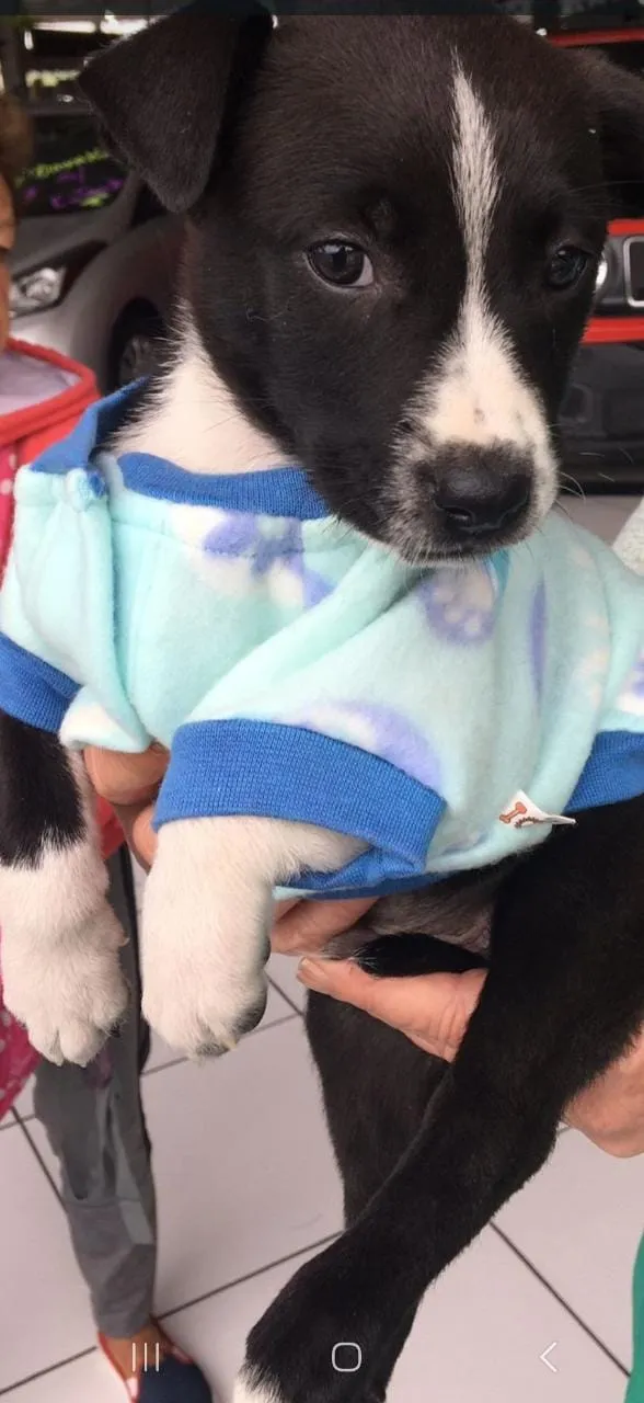 Atrium Shopping tem seletiva de desfile, adoção de pets e +