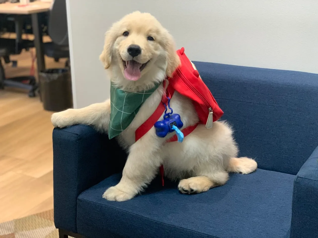 Corrida 5K Animal: OSSEL Assistência marca presença